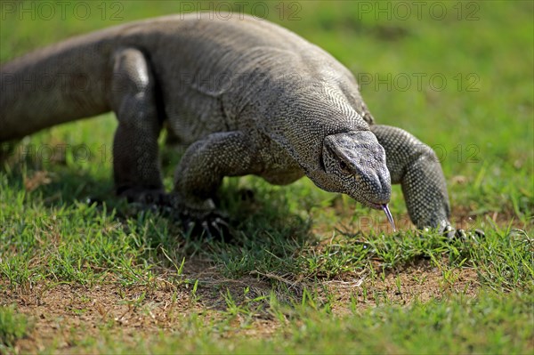 Bengal monitor or common Indian monitor