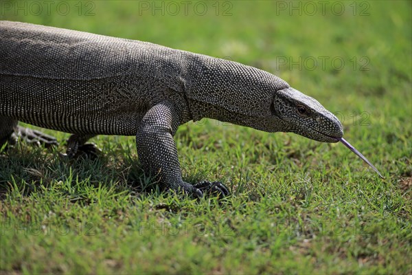 Bengal monitor or common Indian monitor