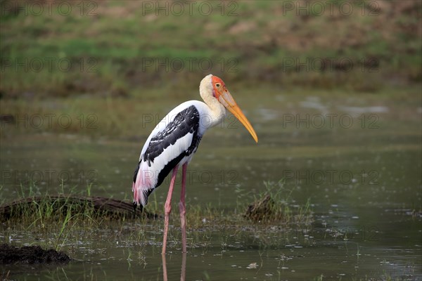 Painted stork