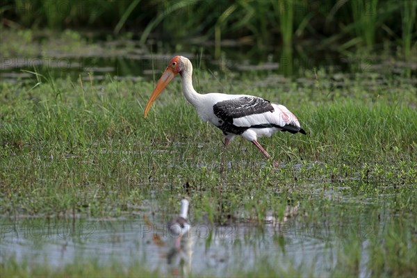 Painted stork