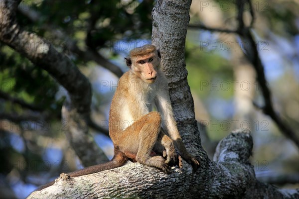 Toque macaque