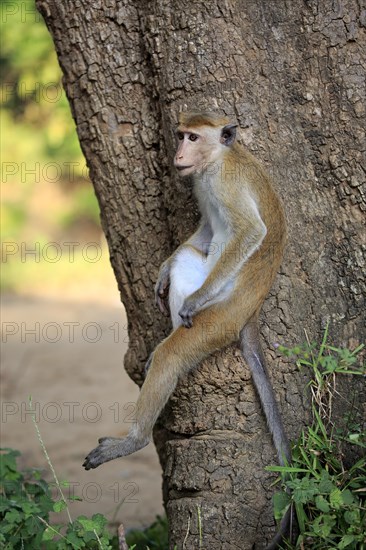 Toque macaque