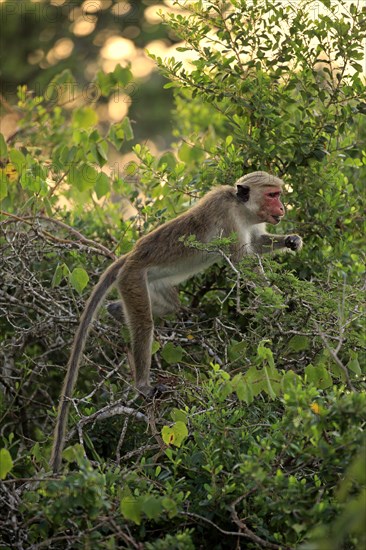 Toque macaque