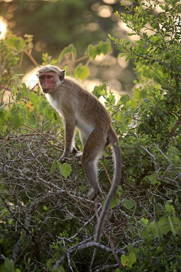 Toque macaque