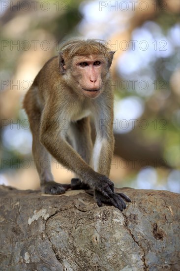 Toque macaque