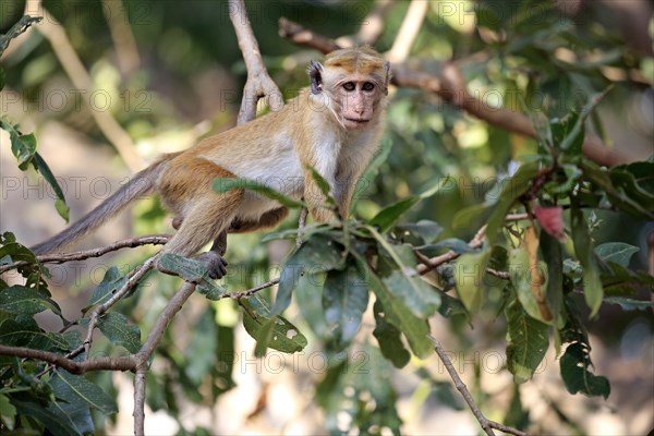 Toque macaque