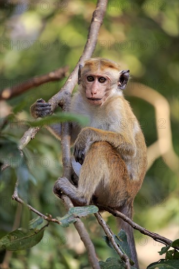 Toque macaque