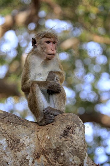 Toque macaque