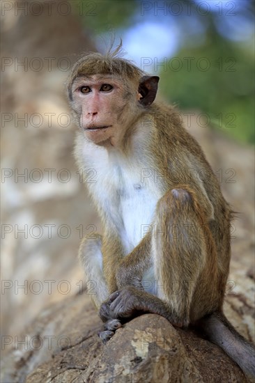 Toque macaque