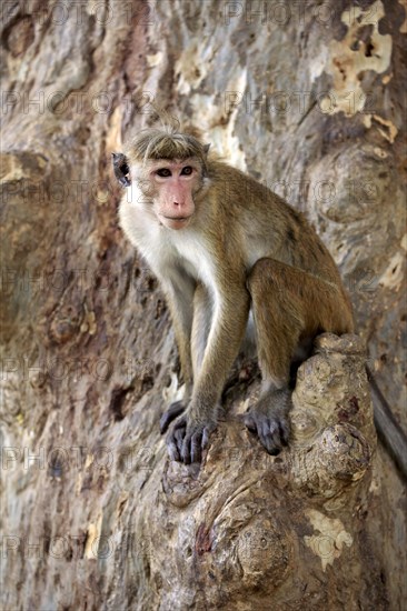 Toque macaque