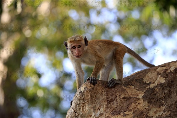 Toque macaque