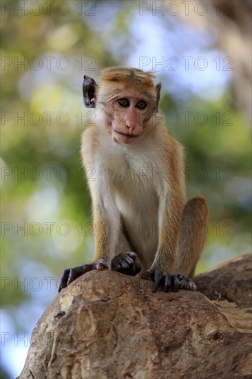 Toque macaque