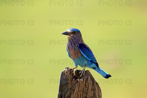 Indian roller