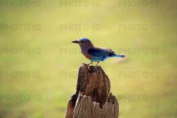 Indian roller