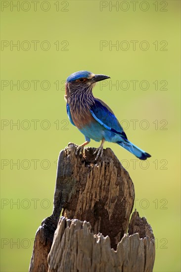 Indian roller