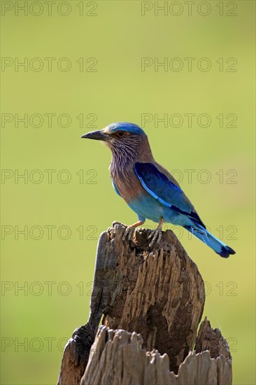 Indian roller