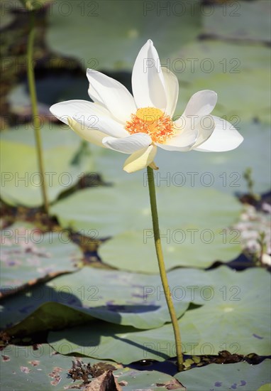 Indian lotus