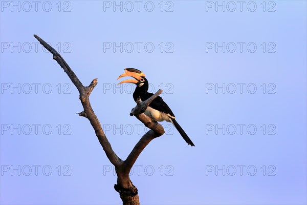 Malabar pied hornbill