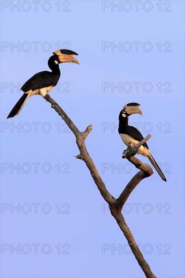 Malabar pied hornbill