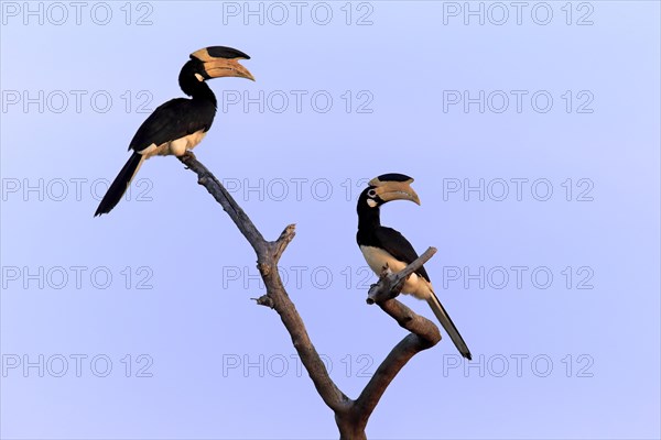 Malabar pied hornbill