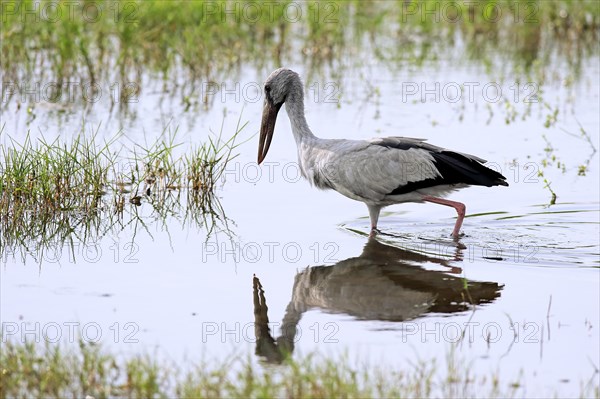 Asian openbill