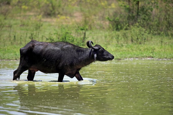 Water buffalo
