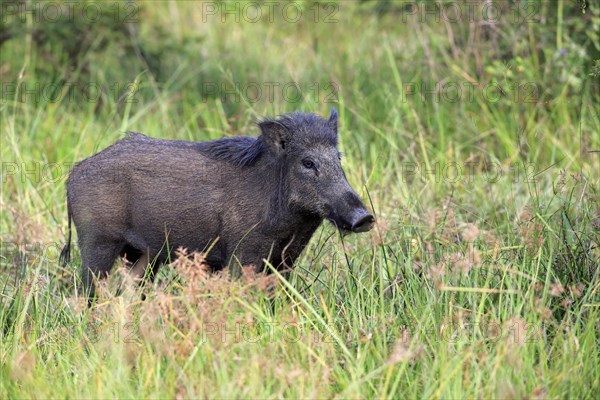 Wild boar