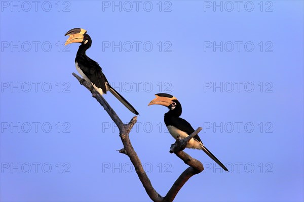 Malabar pied hornbill