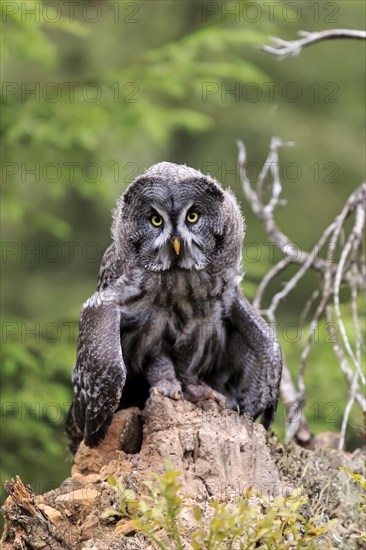 Great grey owl