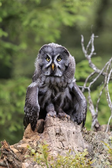 Great grey owl