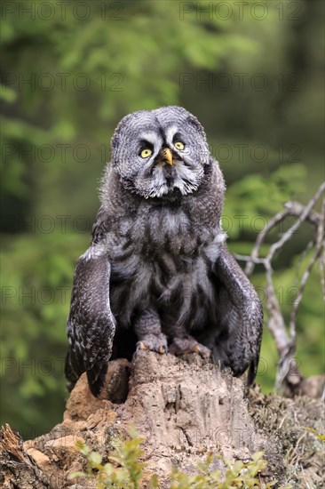 Great grey owl