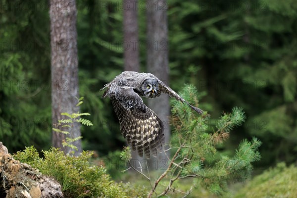 Great grey owl