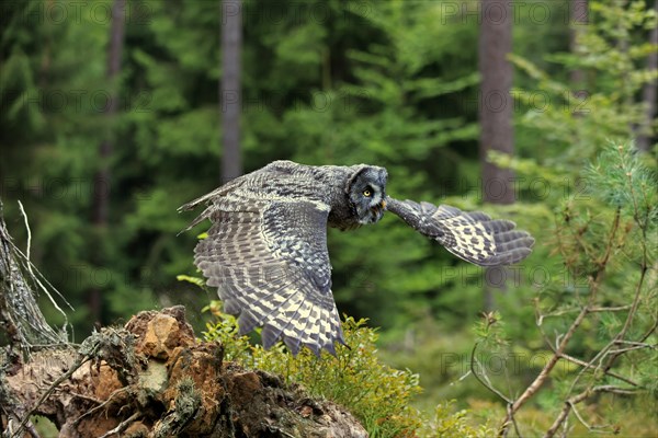 Great grey owl