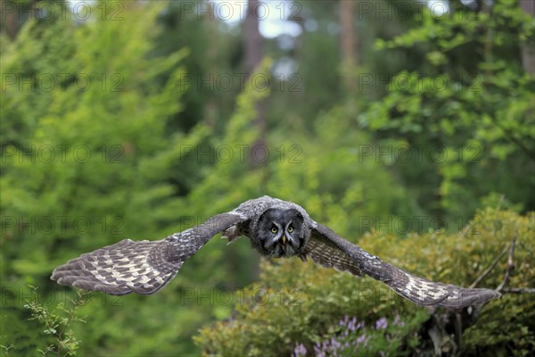 Great grey owl