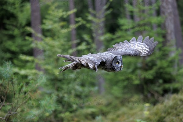 Great grey owl