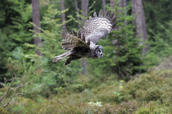 Great grey owl