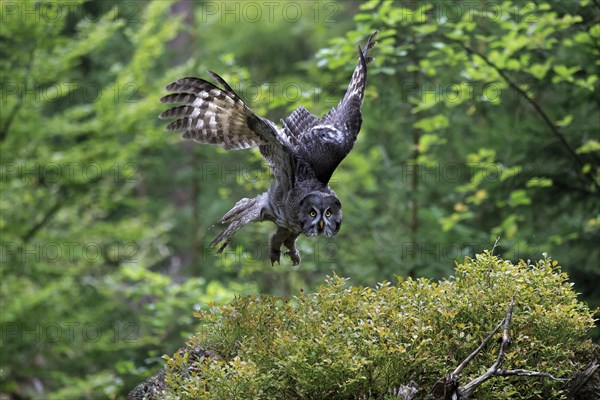 Great grey owl