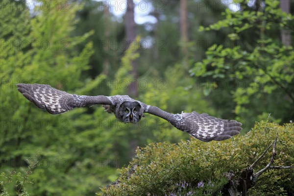 Great grey owl