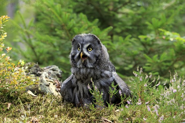 Great grey owl