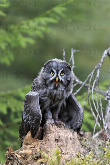 Great grey owl