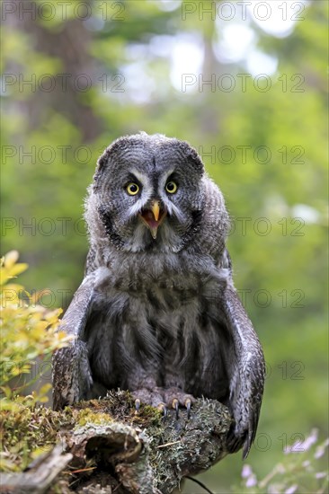 Great grey owl