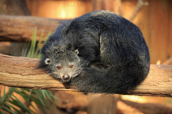 Binturong or bearcat