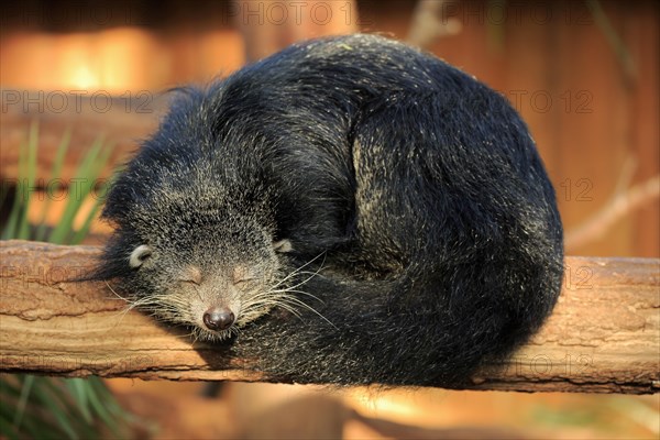 Binturong or bearcat