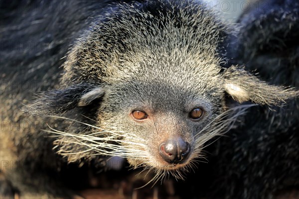 Binturong or bearcat