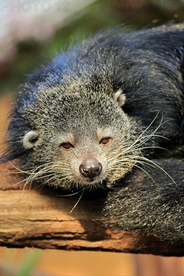 Binturong or bearcat