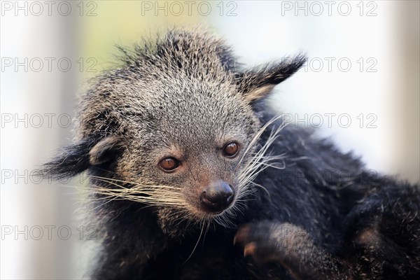 Binturong or bearcat