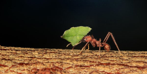 Leafcutter ant