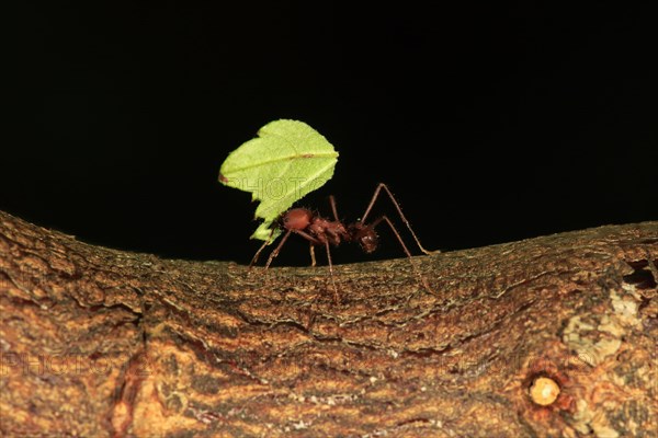 Leafcutter ant