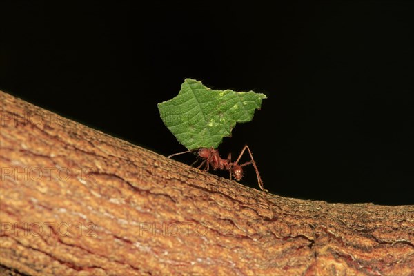 Leafcutter ant