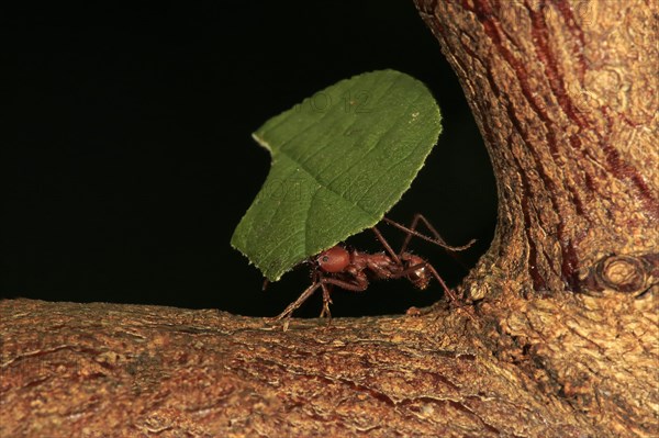 Leafcutter ant